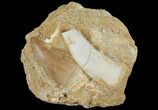 Fossil Mosasaur Tooth With Partial Enchodus Fang - Morocco #96195-1